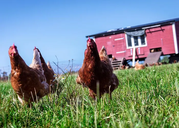 Appartement Osterhof Fehmarn - Jala