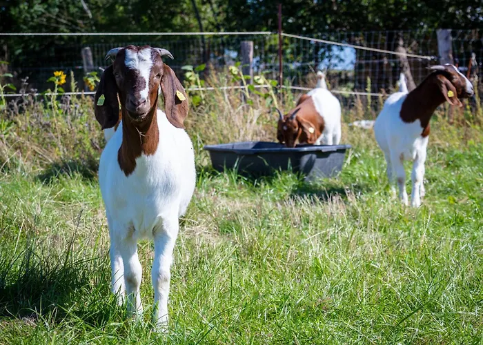 Osterhof Fehmarn - Jala Appartement Dänschendorf